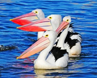 pelicans in the water diamond painting