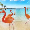 Aruba Flamingos diamond painting