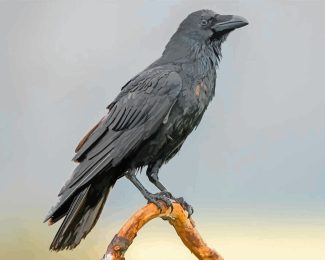 Black Raven Bird diamond painting