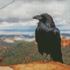 Common raven diamond paintings