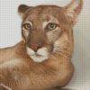 Cougar Animal diamond paintings