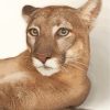 Cougar Animal diamond painting