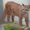 Cougar Big Cat diamond paintings