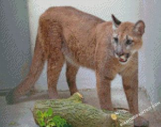 Cougar Big Cat diamond paintings