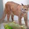 Cougar Big Cat diamond painting