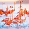 Flamingos Birds By Sea diamond painting