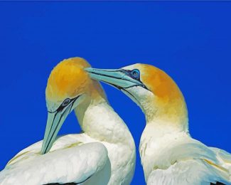 Gannets birds diamond painting