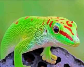 Gecko Reptile diamond painting