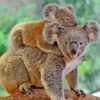 Koala And Her Baby diamond painting