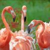 Orange Flamingos diamond painting