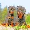 The Rottweiler Dogs diamond painting