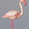 White Pink Flamingo Bird diamond painting