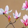White Pink magnolia diamond painting