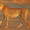 Wild Animal Cheetah diamond painting