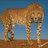 Wild Cheetah diamond paintings