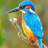 bird kingfisher diamond painting