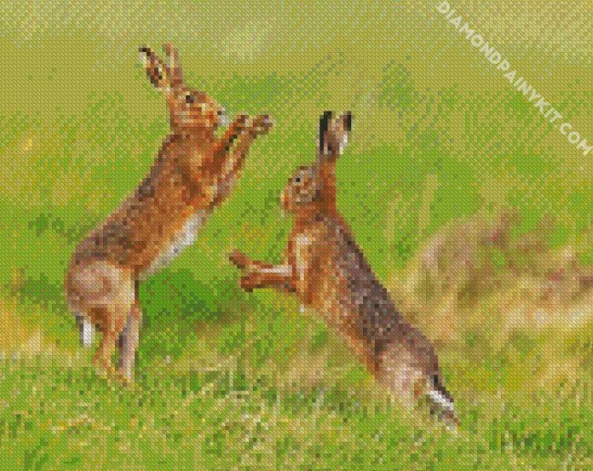 brown hares boxing diamond paintings