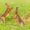 brown hares boxing diamond painting