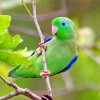 green and blue Parrotlet diamond paintings