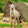 hyenas diamond paintings