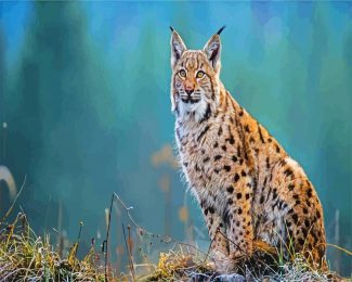 lynx animal diamond painting