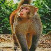 macaque monkey diamond paintings