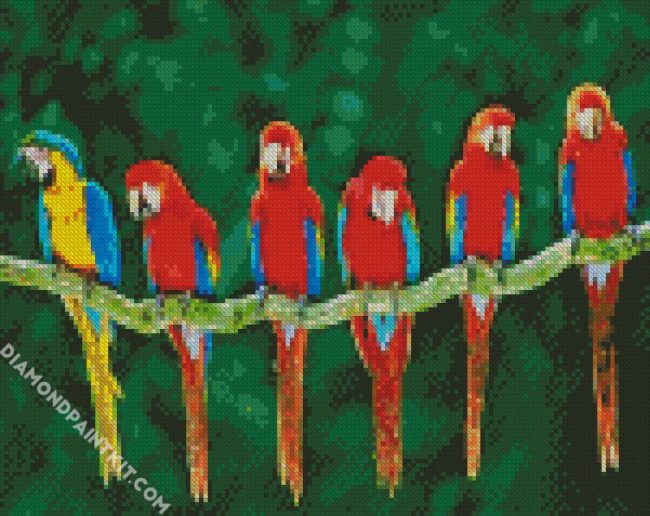macaw birds diamond paintings