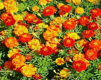marigolds flowers diamond paintings