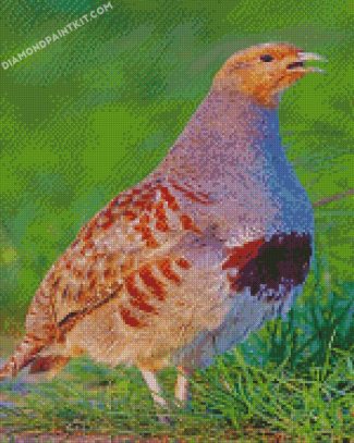 partridge bird diamond paintings