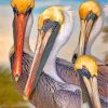pelicans birds diamond paintings
