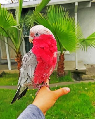 pink gallah bird diamond painting