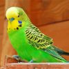 yellow and green parakeet bird diamond painting