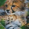 Baby Cheetah Cub diamond painting