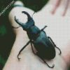 Black Beetle On Hand diamond painting