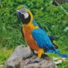 Blue And Gold Macaw diamond painting