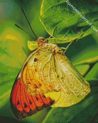 Pieridae Butterfly diamond painting