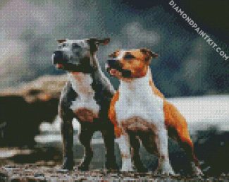 Staffordshire Bull Terrier Dogs Animal diamond painting
