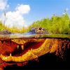 Alligator In The Everglades diamond painting