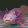 Axolotl diamond paintings
