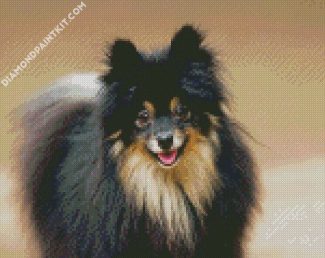 Black Pomeranian Dog diamond painting