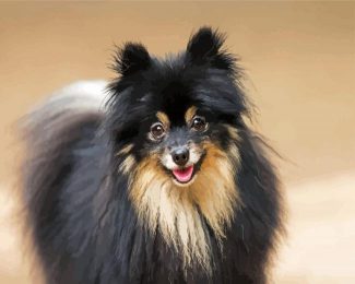 Black Pomeranian Dog diamond painting