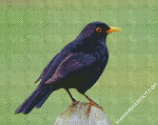 Blackbird Animal diamond painting