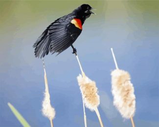 Blackbird With Red Wings diamond painting