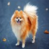 Blonde Pomeranian Dog diamond painting