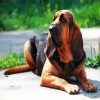 Bloodhound Dog Animal diamond painting