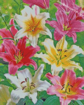 Blooming Colorful Lilies diamond paintings