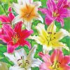 Blooming Colorful Lilies diamond painting