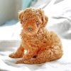 Brown Poodle Puppy diamond painting