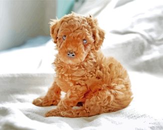 Brown Poodle Puppy diamond painting