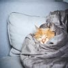 Cat Sleeping In A Blanket diamond painting